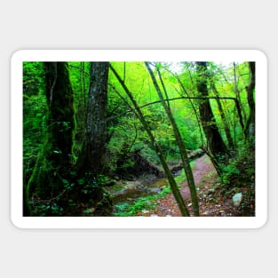 Scenery from Sarnano with the path to Cascata del Pellegrino with river, rocks, tree, trunks, greenery Sticker